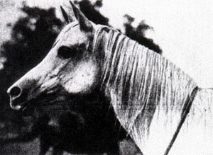 Koalicja (head)