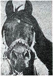 Kuhailan-Haifi (head)