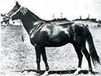 Kuhainlan-Haifi