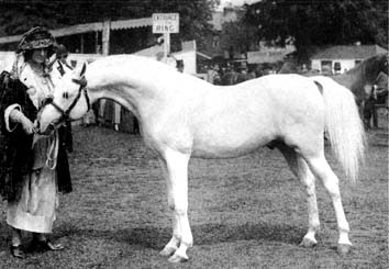 Skowronek w/Lady Wentworth