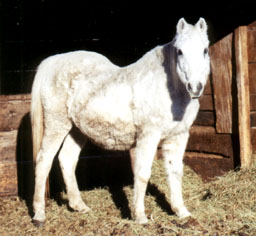 Lonnie, 4 months pregnant