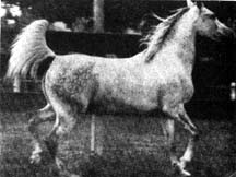 Mahroussa (trotting)