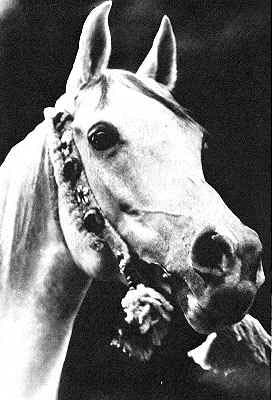 Mahroussa (head)