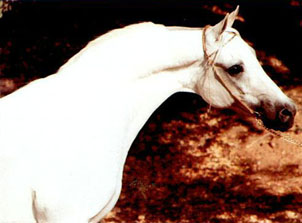 *Naborr (head)