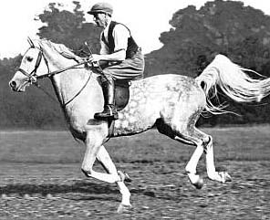 Nasssem (ridden)