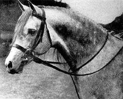 Naseem (head/young)