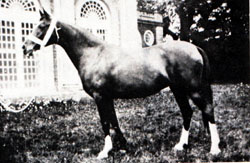 Nasra