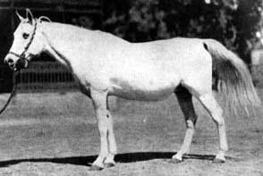 Negma (aged)