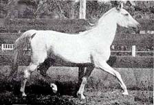 Negma (trotting)