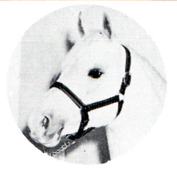 Phantom (head)