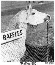 Last photo of *Raffles