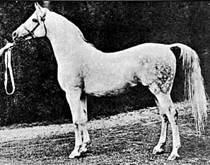 Raktha