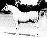 Raktha
