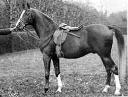 Rasim under saddle
