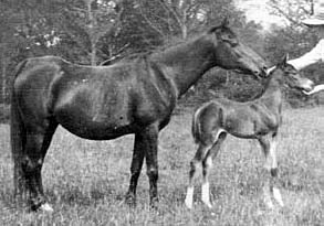 Rayya with foal