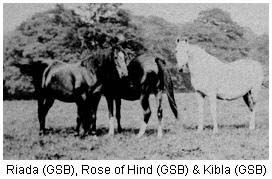 Rose of Hind (center)