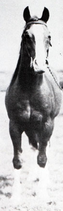 Ribal (front)