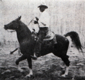 Ribal (ridden western)
