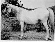 Old *Rifala at Selby Stud