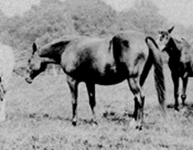Risala