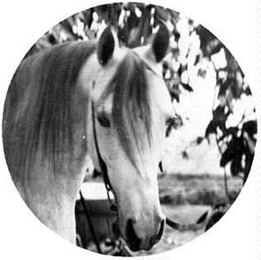 Ronek (head)
