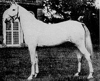 *Rose of France