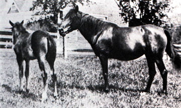 Saleefy with foal