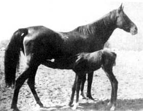 Sankirah