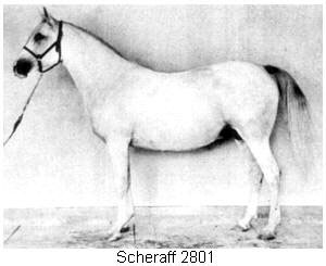 Scheraff