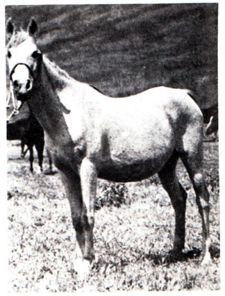 Sedjur