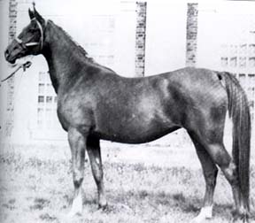 *Serafina