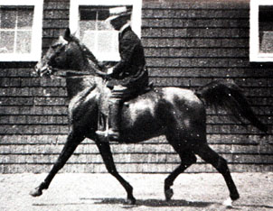 Sidi being ridden