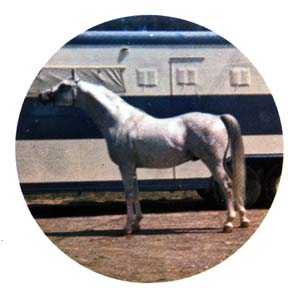 *Silver Drift (color) 21 yrs.