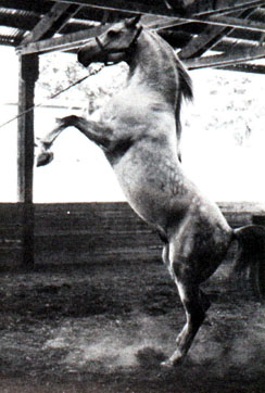 *Silver Drift (rearing)