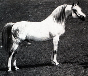 *Silver Drift (18 yrs)