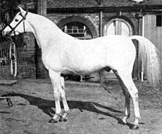 Skowronek posed