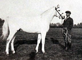 Skowronek posed