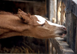 Imbir' (1 day old)