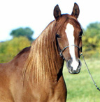 Kismet Ky-Anne