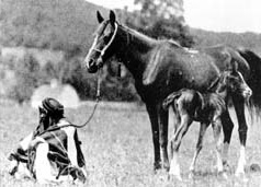 *Wadduda with her foal