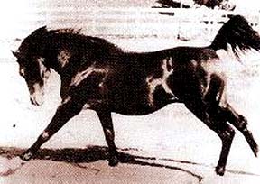 *Witex II (cantering)