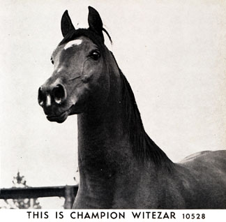 Witezar (head)