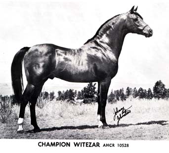 Witezar