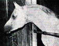 *Zarife (head)