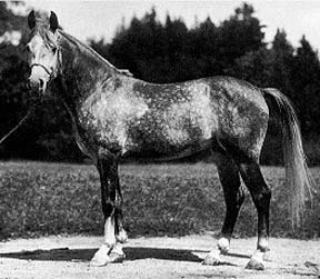 *Zarife (young)