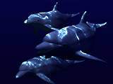 dolphins