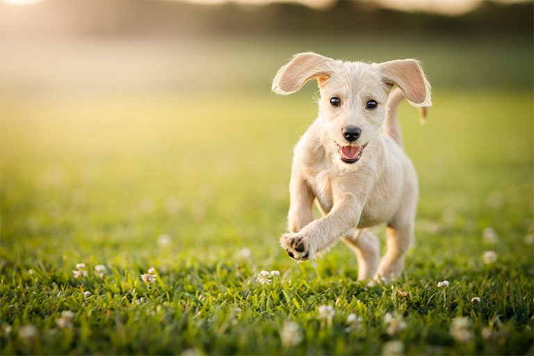 Mascota feliz