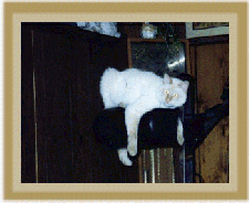 img5.gif - 29623 Bytes