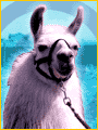 *does llama dance*
