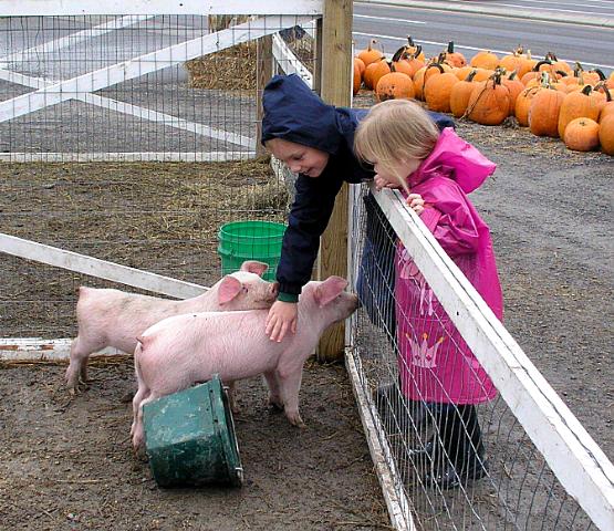 Petting pigs